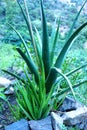 Aloe vera leaves - Aloe vera reproduction - Aloe vera treatment