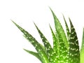 Aloe vera leaves, detailed Royalty Free Stock Photo