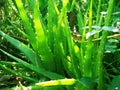 Aloe Vera Leaves Royalty Free Stock Photo