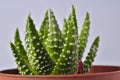 Aloe Vera Leaves Royalty Free Stock Photo