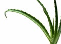 Aloe vera leaves Royalty Free Stock Photo