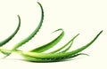 Aloe vera leaves Royalty Free Stock Photo