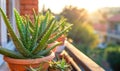 Aloe vera leaves in a pot, closeup view