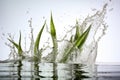 Aloe vera leaves slpashing in water, freeze with extreme fast shutter speed, macro closeup at white background, AI