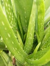 aloe vera (lidah buaya) Royalty Free Stock Photo