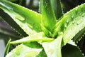 Aloe Vera Macro Close Up High Quality Royalty Free Stock Photo