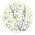 Aloe vera. Medicinal and cosmetic plant. Hand drawn vector sketch Royalty Free Stock Photo