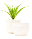 Aloe Vera Moisturizer Royalty Free Stock Photo