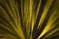 Aloe Vera natural textured background, selective focus. Toned golden yellow. Royalty Free Stock Photo