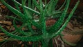 Aloe vera next to my house Royalty Free Stock Photo