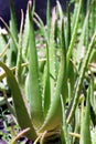 Aloe vera oil farm, Aloe Vera Garden, Aloe Vera Plant, outdoor pots Aloe vera abstract background, Green leaves of aloe plant, gel Royalty Free Stock Photo