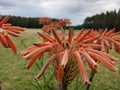 Aloe vera orange flower
