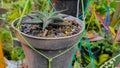 Aloe vera ornamental plant flowers are planted in mini pots