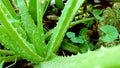 Aloe Vera photo background, natural leaf background
