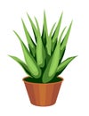 Aloe Vera Plant