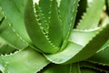 Aloe vera plant