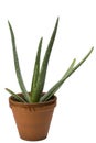 Aloe vera plant Royalty Free Stock Photo