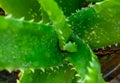 aloe vera plant. aloe vera flower background Royalty Free Stock Photo