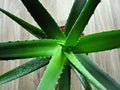 Aloe vera plant