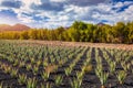 Aloe vera plant. Aloe vera plantation. Fuerteventura, Canary Islands, Spain. Aloe Vera growing on the Island of Fuerteventura in