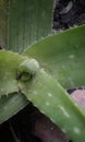 Aloe vera plant from Asphodelaceae family