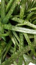 aloe vera plant Royalty Free Stock Photo