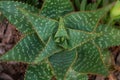 Aloe vera plant close-up. Beautiful view of the medicinal plant with selective focus. Details of green leaves and thorns. Royalty Free Stock Photo