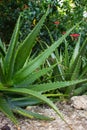 Aloe vera plant close up. Tropical plant, macro. Succulent aloe in garden. Tropical nature, close up. Bright aloe vera bush.