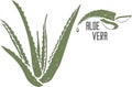 Aloe Vera plant care in color vector illustration Royalty Free Stock Photo