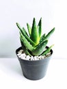 aloe vera plant in a container with a white background