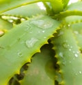 aloe vera plant covered in rain droplets Royalty Free Stock Photo