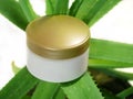 Aloe Vera plant and cream cosmetic, herbal medicine for skin treatment and use in spa for skin care. Herb in nature