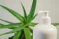 Aloe Vera plant and cream cosmetic, herbal medicine for skin treatment and use in spa for skin care. Herb in nature