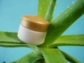 Aloe Vera plant and cream cosmetic, herbal medicine for skin treatment and use in spa for skin care. Herb in nature