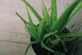 Aloe vera plant decoration as well as natural herbal medicines