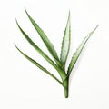 Aloe Vera Illustration: Flora Borsi Style With Modernism And High Resolution