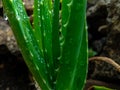 aloe vera plant. aloe vera flower background Royalty Free Stock Photo