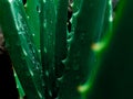 aloe vera plant. aloe vera flower background Royalty Free Stock Photo