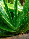 aloe vera plant. aloe vera flower background Royalty Free Stock Photo