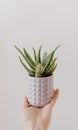 Aloe vera Plant flower isolated in white background Royalty Free Stock Photo