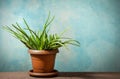 Aloe vera plant in flower pot. One of the easiest houseplants.