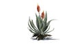 Aloe Vera plant with flowers Royalty Free Stock Photo