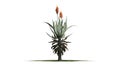 Aloe Vera plant with flowers