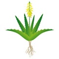 Aloe vera plant with flowers and roots on a white background.
