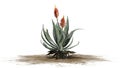 Aloe Vera plant with flowers on sand erea