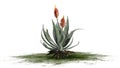 Aloe Vera plant with flowers on green erea Royalty Free Stock Photo