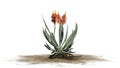 Aloe Vera plant with flowers