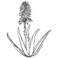 Aloe Vera plant and flowers on white Background. Graphic illustration agave, aloe vera, succulent, green plant