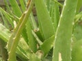 Aloe Vera plant green plant grow anywhere