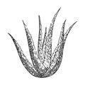 aloe vera plant sketch hand drawn vector Royalty Free Stock Photo